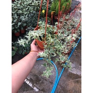 TIDECO - Ivy Hedera (English Ivy) 常春藤 P150 (Real Live Plant / Pokok Hidup)