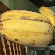 หน่อกล้วย พันธุ์ กล้วยเทพรส ลูกใหญ่ หนักลูกละ 1 กิโลกรัม หน่อใหญ๋ แข็งแรง พร้อมปลูก ลำต้นสูง 80-100ซม