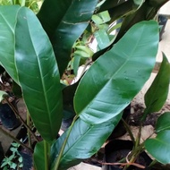 Keladi Epipremnum giganteum / Keladi Hutan