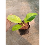 Sindo - Philodendron Thaisunrise Variegated Live Plant QZ1R9K5PT9