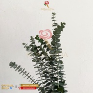 Daun Silver Dollar / Daun Potong Segar