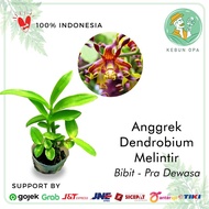 Anggrek Dendrobium Melintir Pradewasa Dendro Keriting