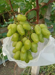 bibit anggur import IFG29 (IFG twenty nine)