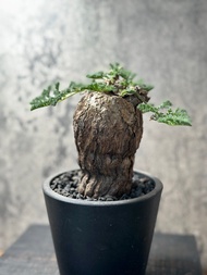 枯木洋葵 塊根 多肉植物 霸王藍 藍棘葉 象牙宮龜甲龍 龍舌蘭漆樹乳香凱撒嚴龍黑王丸孤龍丸植木鉢田口潤 kikko盆植木鉢