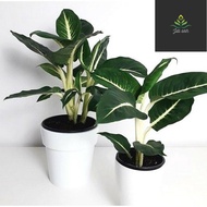 Tanaman Hias Aglonema Blanceng Neon / Bunga Hias Hidup Aglaonema Blanceng Neon