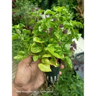 BAYAM BRAZIL SUDAH BERAKAR / BAYAM BRAZIL BERAKAR / POKOK BAYAM BRAZIL / BAYAM BRAZIL / BAYAM BRAZIL