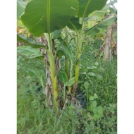 benih pisang nangka  1 set sepuluh pokok