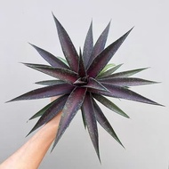 In-stock现货agave 龙舌兰Blazing Saddles炽热马鞍
