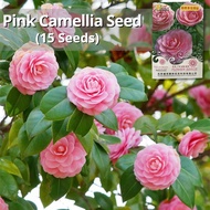 เมล็ดพันธุ์ คามิเลีย ดอกสีชมพู บรรจุ 15 เมล็ด Pink Camellia Flower Seeds เมล็ดดอกไม้ บอนสีพันหายาก ต้นไม้มงคล บอนสี เมล็ดบอนสี บอนไซ ต้นไม้ ไม้ประดับมงคล ดอกไม้จริง ต้นบอนไซ พันธุ์ดอกไม้ ดอกไม้ปลูกสวยๆ ปลูกง่าย คุณภาพดี ราคาถูก ของแท้ 100% อัตรางอกสูง!