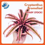 Cryptanthus  / Bromeliad / Pink Cryptanthus / Live Plant /  Earth Star / Succulent Plant / Pokok Nenas