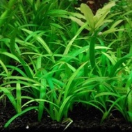 (DOA) Dwarf Sagittaria Subulata Mini 迷你小水兰 Carpet Plants  Aquatic Plant Aquascape Aquarium Akuarium 