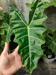 ALOCASIA AMAZONIAN PLANT-LIVE PLANT-REAL PLANT-OUTDOOR INDOOR PLANT