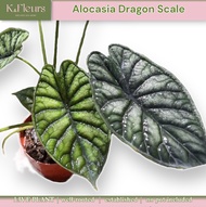 GBO Katrina: Alocasia Dragon Scale | LIVE PLANT ORNAMENTAL