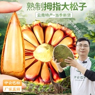 Yunnnan Barana Pine Nuts Thumb Big Pine Nuts Yunnan Big Pine Nuts Brazilian Pine Nuts Barana Pine Nu