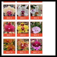 Promo Promo !!!! Anggrek Bulan Phalaenopsis Posisi Knop Dan Berbunga