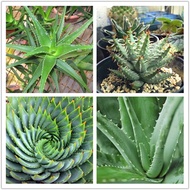 20PCS Aloe seed edible succulent plant ornamental Potted plants seeds Bonsai Home balcony Garden Pla