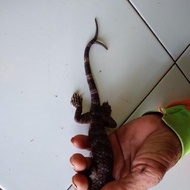 tokek rumah ekor cabang 2 panjang 27cm