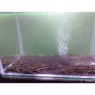 Ikan hias tiger catfish TSN size 12-15 cm