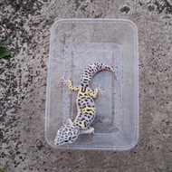 Mainan Gecko Bold Banded Mack Snow het Tremper Albino Ablo