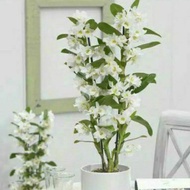 tanaman hias anggrek dendrobium nobile white dewasa
