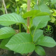 Terlaris Bibit Tanaman Buah Markisa Jumbo/Erbis/ Pohon Merambat Buah Markisa Jumbo/Buah Erbis TERBAI