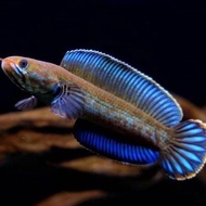 original ikan chana andrao baby/anakan/full pelet original