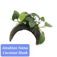 (LIVE UNDERWATER PLANT) ANUBIAS NANA BRIDGE COCONUT HUSK