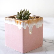 【竒植花物】多肉粉色冰淇淋盆栽 室內觀賞植物 生日畢業禮物