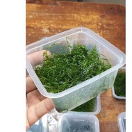 Java the Moss submerged fresh trim