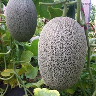 Benih Rock Melon / Honeydew Seeds / 网纹蜜瓜籽