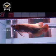 Ikan Arwana Super Red 45Cm Juara Kontes