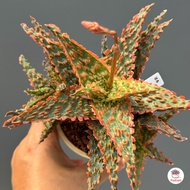 Aloe Hybrid seedlings อโลไฮบริด ไม้เมล็ด #100บาท ทุกต้น ไม้อวบน้ำ กุหลาบหิน cactus&amp;succulentหลากหลายสายพันธุ์