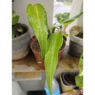 Monstera Burle Marx Flame cutting