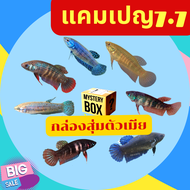 กล่องปลากัด หญิง หลายสายพันธุ์ในไทย อีสาน มหาชัย แก้มแดง ใต้ ส่งด่วนเดินทาง2-3วัน รับประกันสินค้า100%
