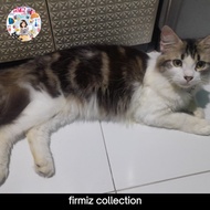 kucing mix maine coon persia