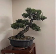 日本三河黑松文人