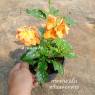 สังกรณี ต้นสังกรณี ใบมัน ดอกสีส้ม ไม้ดอก ต้นสวยพร้อมดอก สวนลุงแท็ค