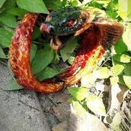 gelang akar bahar merah ukir ular cobra galak