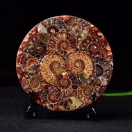 Natural Madagascar Ammonite Snail Plate Decoration Fossil Rough Stone Conch Slice Home Living Room O