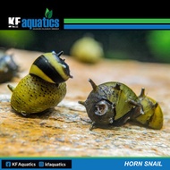 Horn Snail Aquascape (Algae Eater)