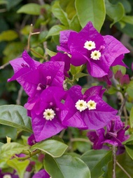 Bougainvillea Plant Lavander Flower with FREE plastic pot and garden soil (Outdoor Plant Real Plant 