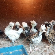 Ayam Poland-Ayam Poland Anakan 1bln