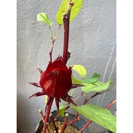 Pokok Buah Roselle Cepat Berbuah