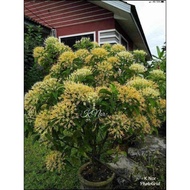 POKOK BUNGA IXORA MADAGASCAR