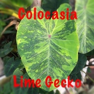 Colocasia Lime Gecko