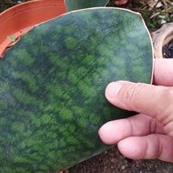 Sansevieria Masoniana - Whale Fin