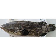 Ikan Kerapu Hybrid (Dragon Tiger Grouper)
