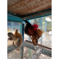 Telur Berbenih Ayam Serama