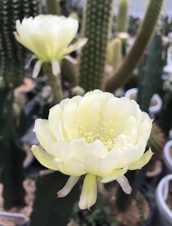 โลบิเวีย W2 กุหลาบขาว Lobivia Cactus กระบองเพชร แคคตัส