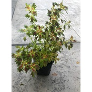 🌱 Anak Pokok Ati-ati Pokok Hidup Live Plants Pokok Hiasan Outdoor Cantik Tahan Panas Mudah Membiak